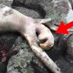 A casual resignation email by idol-pop kpop Music Casual Resignation email by idol-pop kpop Music Gen-Z Intern Goes Viral