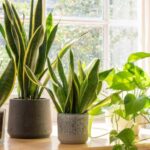 How to Stay Focused and Avoid Distractions While Working from Home